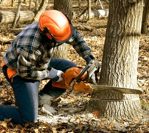 Tree Removal in Hodgen, OK